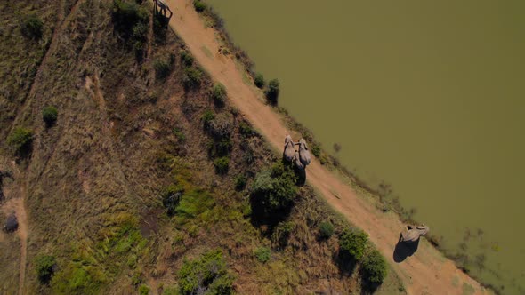 South African elephants walk next to pond and drink water. Drone footage.