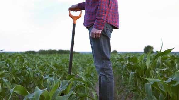 The farmer holds a shovel in his hand on an agricultural field, harvest time.