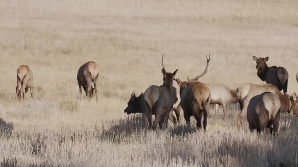 A herd of wild elks in the Rocky Mountain National Park