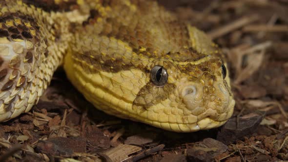 Beautiful Snake Tanzanian Puff Adder