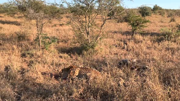 Golden evening light reveals cheetah and cute cubs at antelope carcass