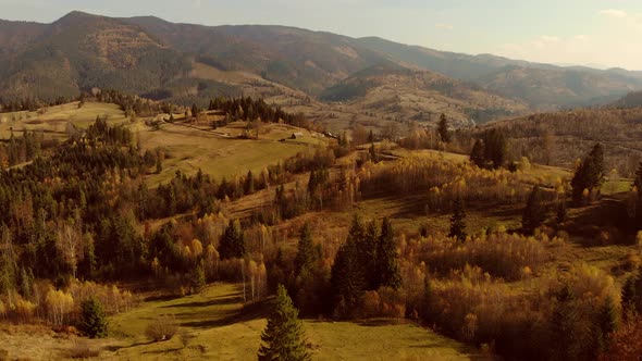 Flight over pine, spruce and deciduous tree forest in mountains countryside in sunset soft light. 