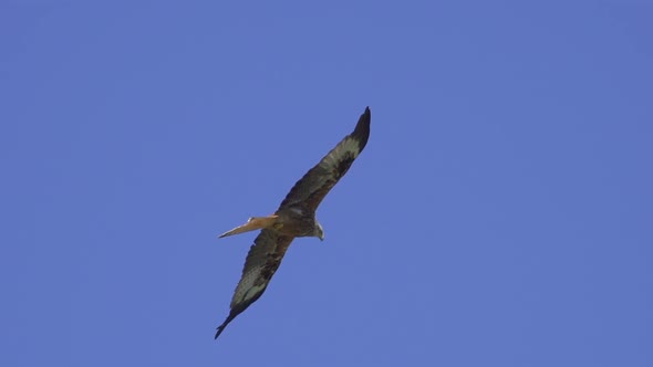 Beautiful red kite wild hunter in flight looking for prey from the air,tracking shot