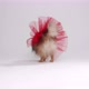 Pomeranian Spitz with red skirt - VideoHive Item for Sale