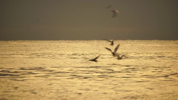 A Flock of Seagulls Fly and Fish in the Sea