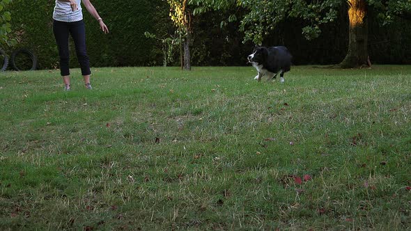 980136 Woman with Border Collie Dog walking on Grass, Playing Ball, Slow motion