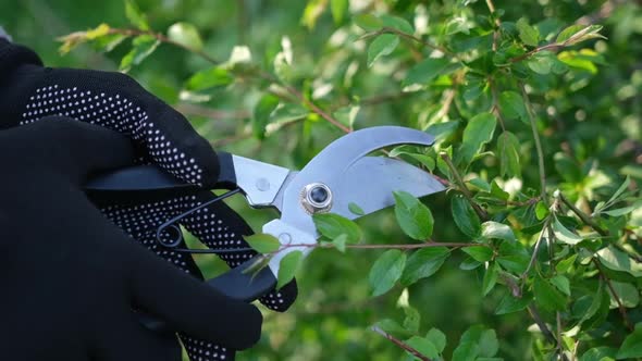 Gardening Concept  Gardener with Secateurs Cutting Branches of Bushes