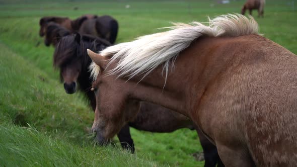 Icelandic Horse in Scenic Nature of Iceland