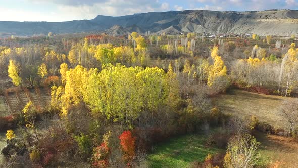 Large Valley Covered With Poplar Trees Colored in Autumn