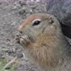 Expression Arctic Ground Squirrel Eating Cracker Holding Food in Paws - VideoHive Item for Sale
