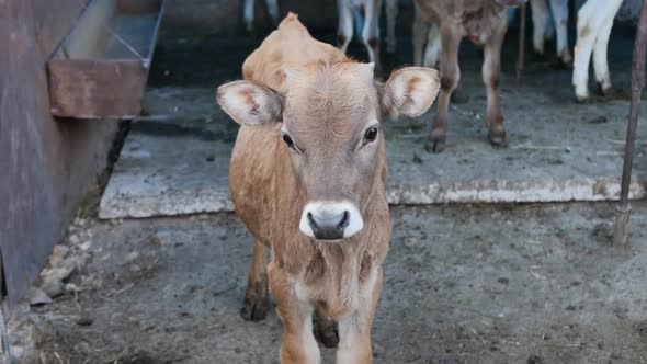 One Brown Calf Came Close and Looks