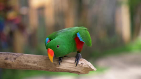 Orange Beaked Colorful Green Eclectus Parrot Standing on a Wooden Stick, Looking Curiously. FHD