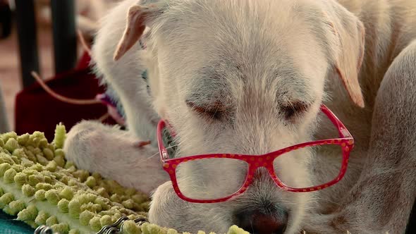 Sleepy terrier dog wearing pink granny glasses