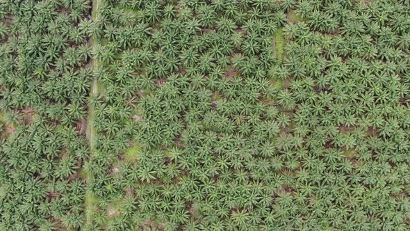 Aerial View of The Palm Oil Estates