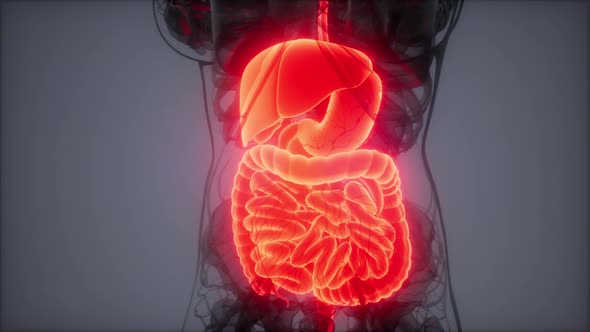 3d Illustration of Human Digestive System Parts and Functions