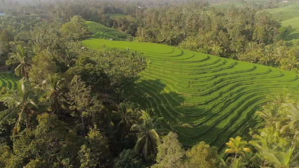 Rice Fields with Agricultural Land in Indonesia