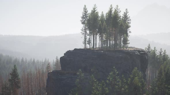 Pine Tree Forests at the Base of Mountain in Sunny Day of Summer alt