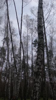 Vertical Video of the Birch Forest with Birches in the Afternoon