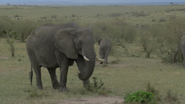 Elephants eating in Masai Mara