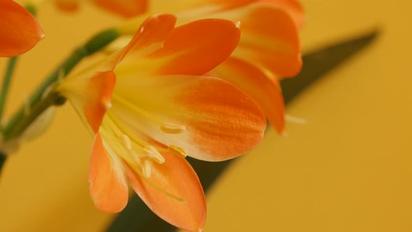 Slow tilt Monocot flowering bush Natal lily plant 4K 2160p 30fps UltraHD footage - Yellow and orange