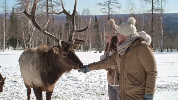 Lovely Couple Feeding Red Deer