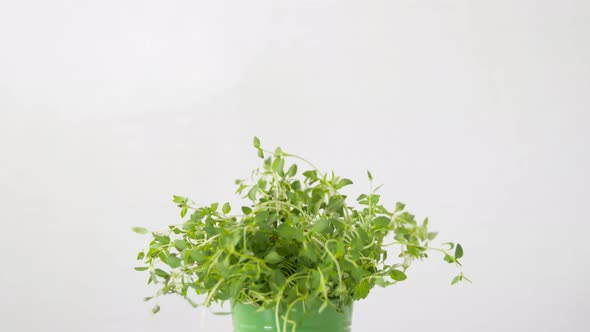Green Thyme Herb in Pot on Table 