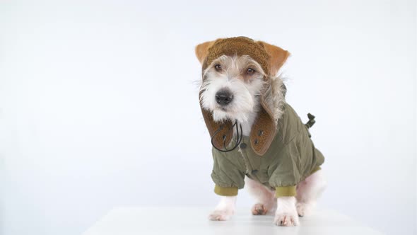 Jack Russell Terrier is sitting on a table dressed as a pilot and tanker