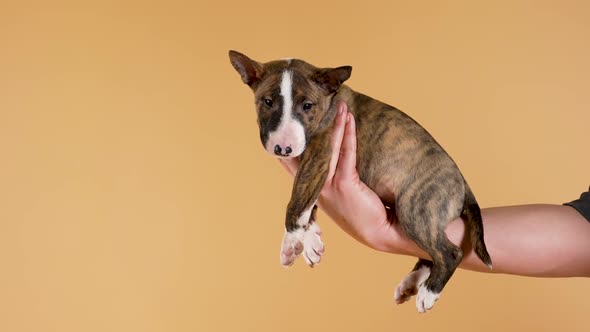 Demonstration of a Cute Thoroughbred Bull Terrier Puppy