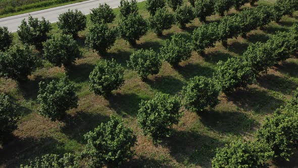 Hazelnut trees agriculture cultivation field aerial view