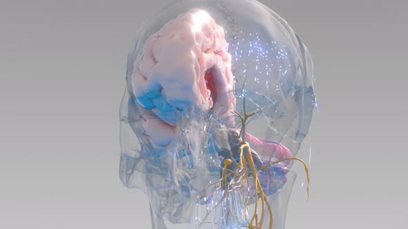 Human brain with neuronal impulses. alt