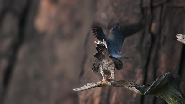 Peregrine Falcon Video Clip