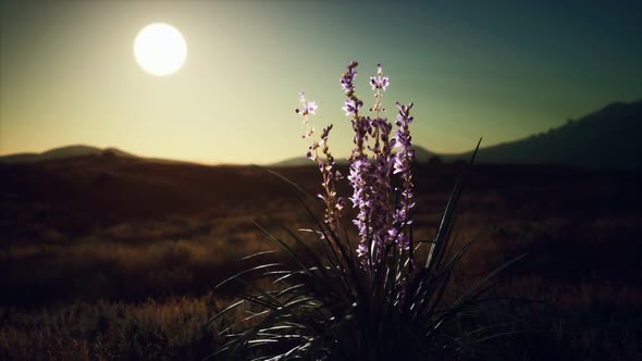 Wild Flowers on Hills at Sunset