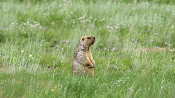 Real Wild Marmot in a Meadow Covered With Green Fresh Grass