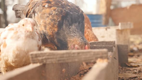 Chickens Eat Food Outdoors