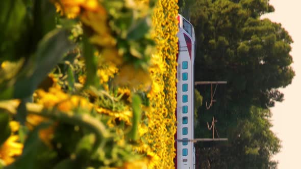 Vertical video of Train transit in Sunflowers Field