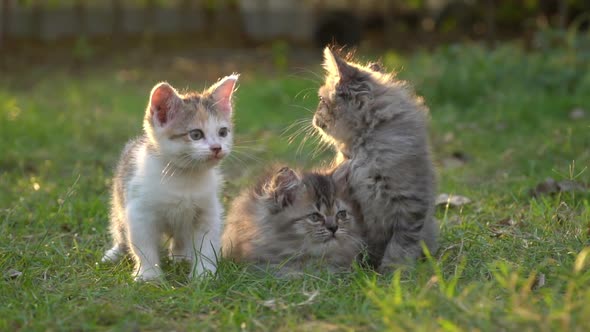 Cute Persian Kittens Looking On Green Grass