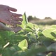 In the hands of a farmer, soybean fruits grown on black soil. - VideoHive Item for Sale