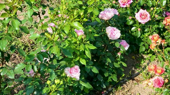 Flying over delicate picturesque bush blooming roses on a summer day in the park. Rose garden