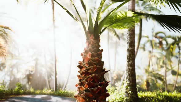 Tropical Garden with Palm Trees in Sun Rays