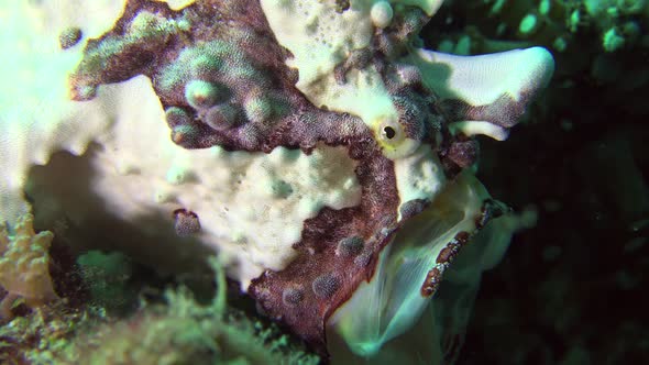 Red and white warty Frogfish ( Antennarius maculatus) opening mouth white like yawning