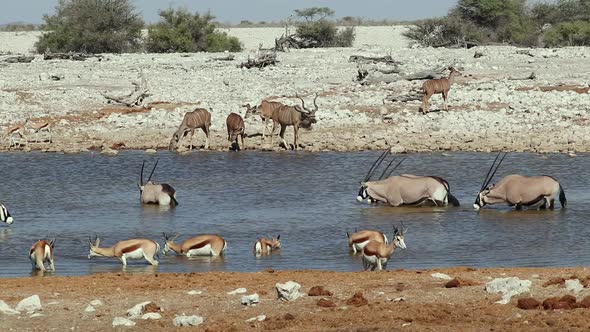 African Wildlife At A Waterhole - Etosha National Park