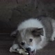 A Small Puppy Nibbles a Treat for Dogs a Chicken Paw Lying on a Defocused Background of a Wooden - VideoHive Item for Sale