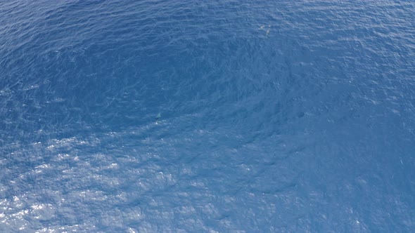 Aerial view of dolphins in open water at Reunion Island.