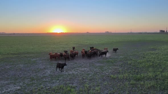 Aerial dolly in shot toward a herd of domestic cattle grouped together in the middle of pasture, thr