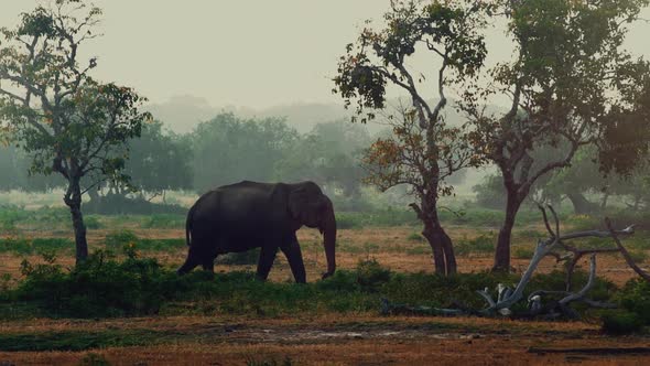 Mammal of African Wildlife. Safari Park Tourism. Lonely Big Elephant Walk in Savanna Under Green