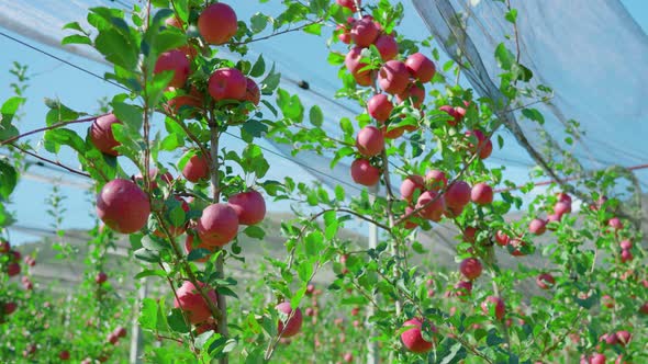 Ripe Fruits Hang on Apple Tree Branches in Orchard Under Net