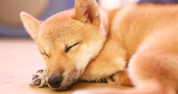 Sleeping shibu dog at home