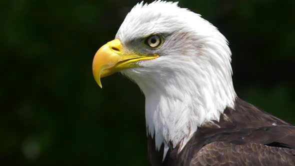 bald eagle looks around and takes flight 4k slow motion 60fps