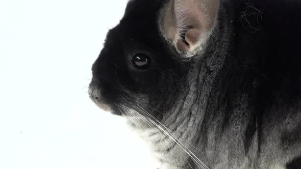 Gray Chinchilla at White Background. Close Up of Muzzle. Macro