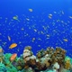 Tropical Fish on Vibrant Coral Reef - VideoHive Item for Sale
